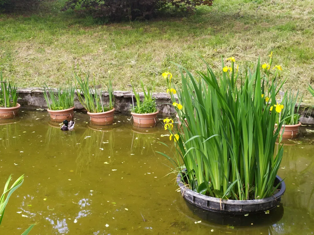 Giardino dell'Iris, Florence